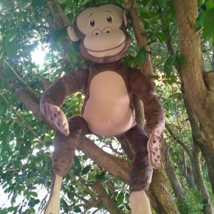 Chimpanzee - ITHWL