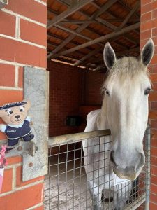 Fosta Police koala - ITHWL