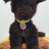 Bella puppy - ITHWL
