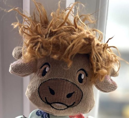 Highland cow - ITHWL